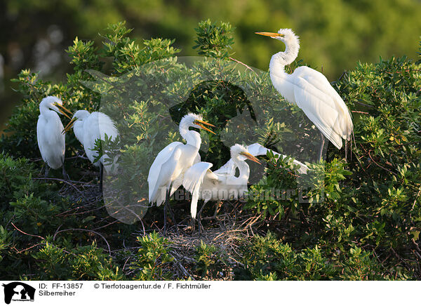 Silberreiher / common egret / FF-13857