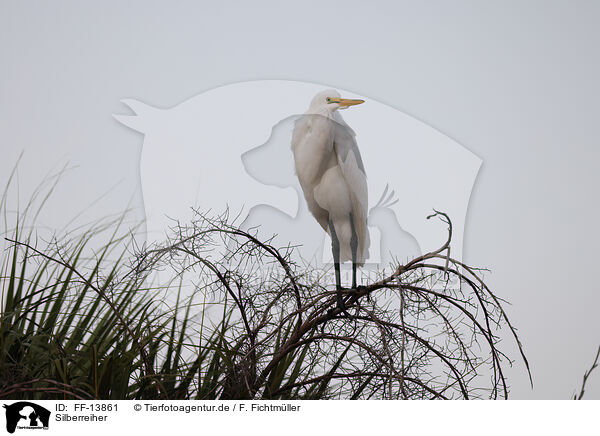 Silberreiher / common egret / FF-13861