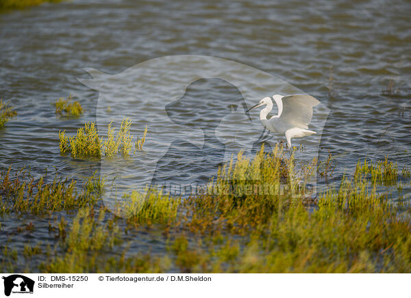 Silberreiher / great egret / DMS-15250