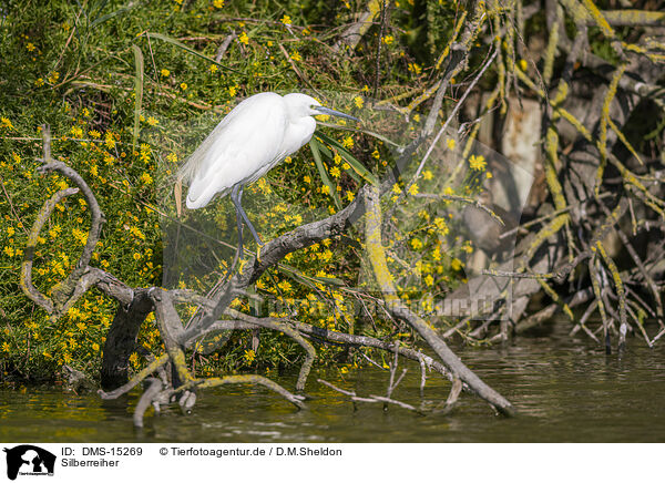 Silberreiher / great egret / DMS-15269
