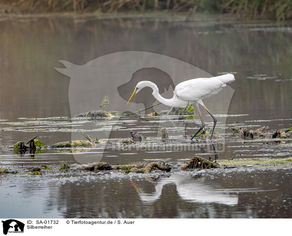 Silberreiher / great egret / SA-01732