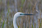 Silberreiher Portrait