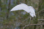 Silberreiher