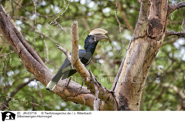 Silberwangen-Hornvogel / silvery-cheeked hornbill / JR-03716