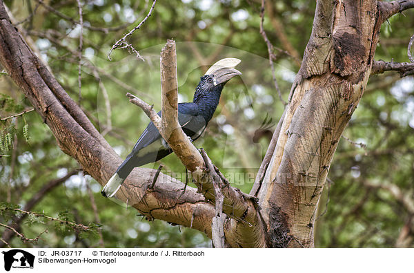 Silberwangen-Hornvogel / JR-03717