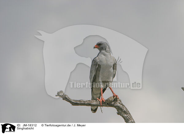 Singhabicht / chanting goshawk / JM-18312