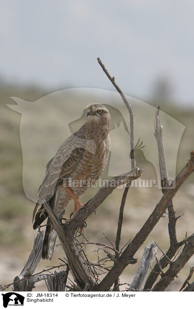 Singhabicht / chanting goshawk / JM-18314