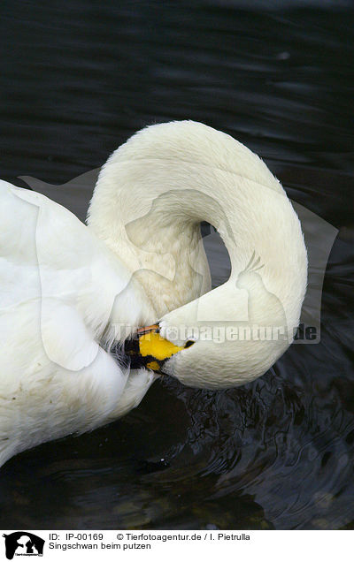 Singschwan beim putzen / cleaning swan / IP-00169
