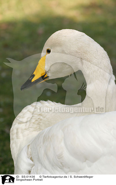 Singschwan Portrait / Whooper Swan Portrait / SS-01436