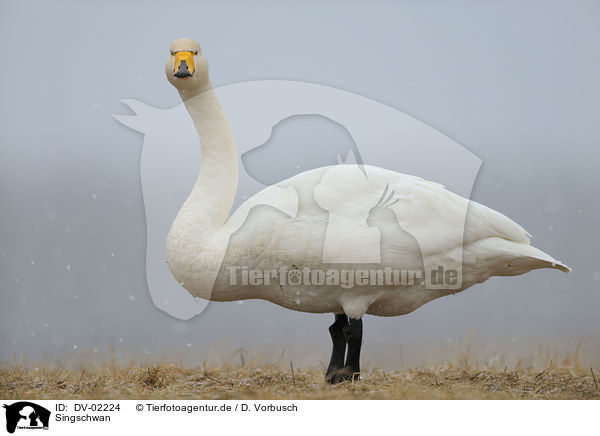 Singschwan / DV-02224