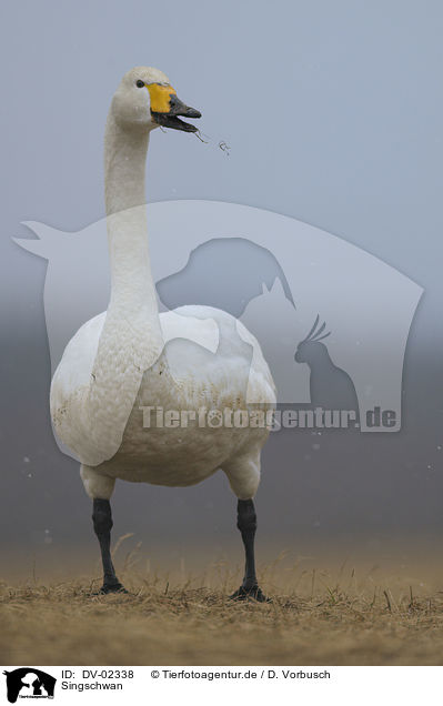 Singschwan / DV-02338