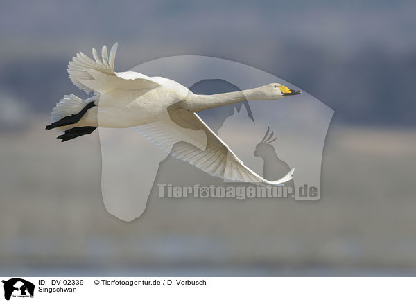 Singschwan / DV-02339