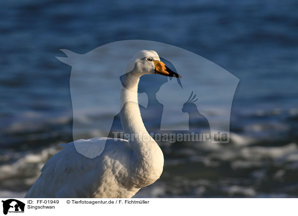 Singschwan / FF-01949
