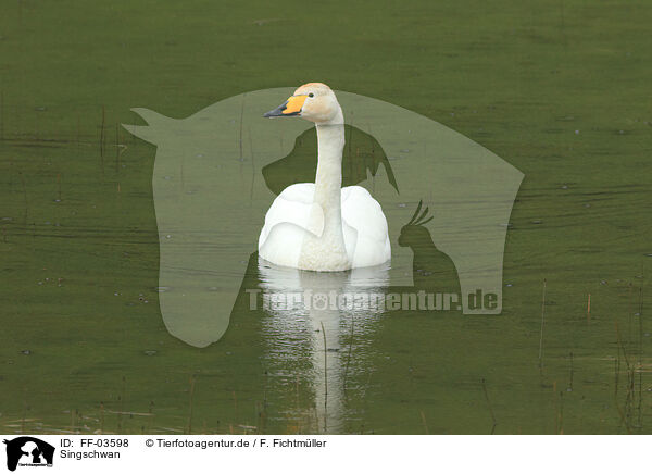 Singschwan / FF-03598