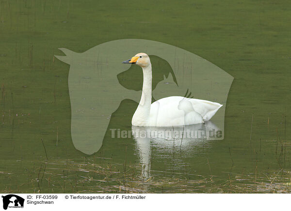 Singschwan / FF-03599