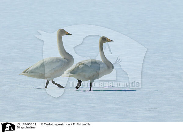 Singschwne / whooper swans / FF-03601