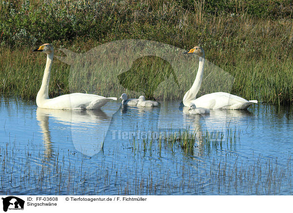 Singschwne / whooper swans / FF-03608