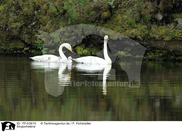 Singschwne / whooper swans / FF-03610