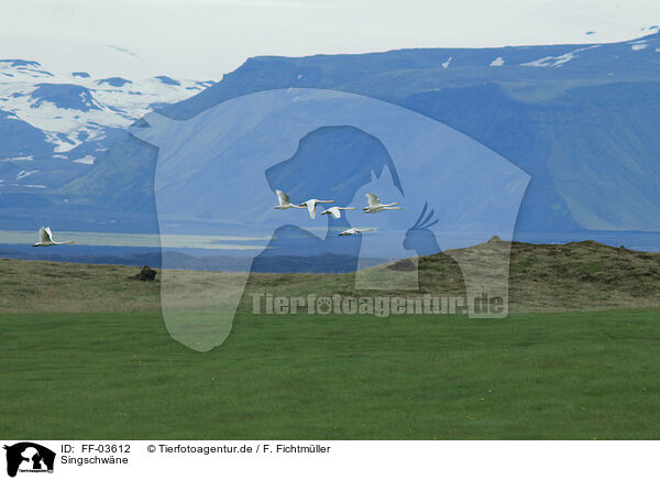 Singschwne / whooper swans / FF-03612