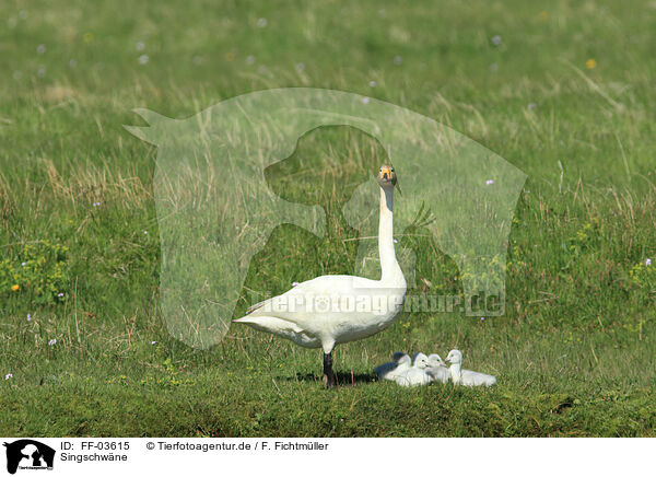 Singschwne / whooper swans / FF-03615