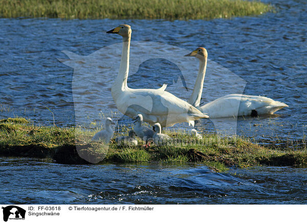 Singschwne / whooper swans / FF-03618