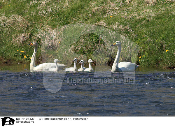 Singschwne / whooper swans / FF-04327