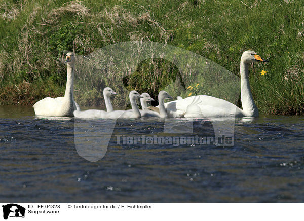 Singschwne / whooper swans / FF-04328