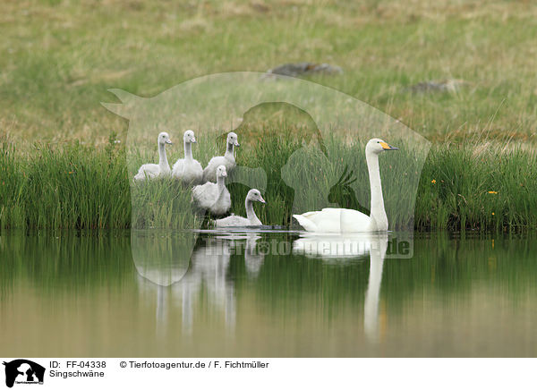Singschwne / whooper swans / FF-04338