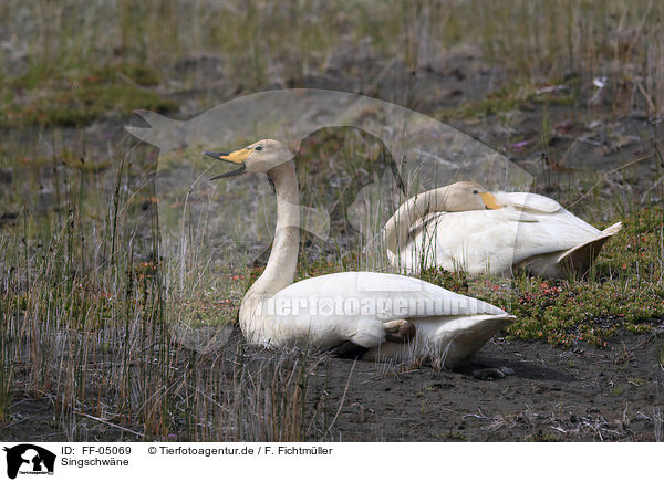 Singschwne / whooper swans / FF-05069