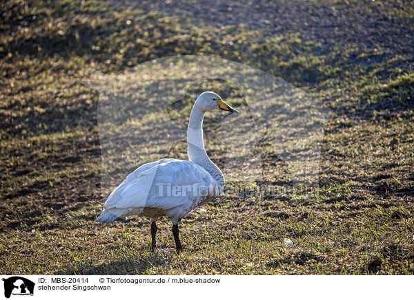 stehender Singschwan / MBS-20414