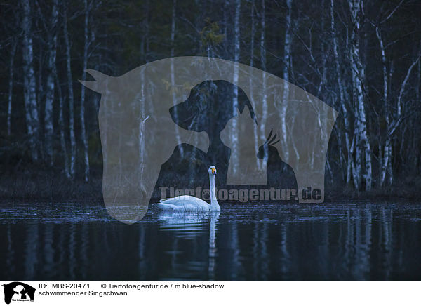 schwimmender Singschwan / MBS-20471