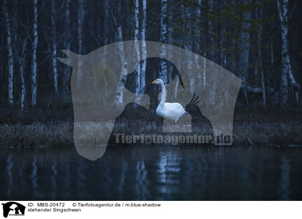 stehender Singschwan / standing Whooper Swan / MBS-20472