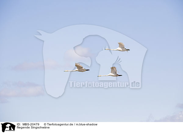 fliegende Singschwne / MBS-20479
