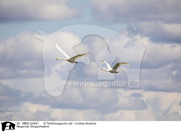 fliegende Singschwne / MBS-20481