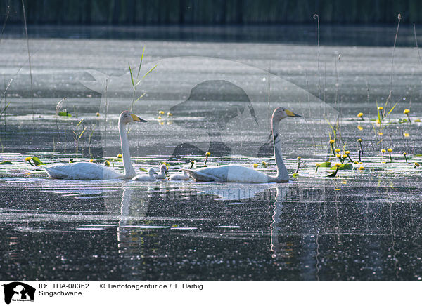 Singschwne / Whooper Swans / THA-08362