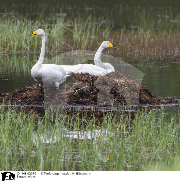 Singschwne / whooper swans / HB-02076