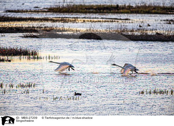 Singschwne / whooper swans / MBS-27209