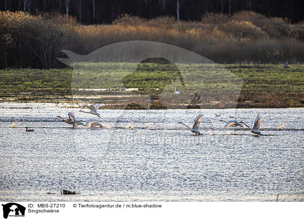 Singschwne / whooper swans / MBS-27210