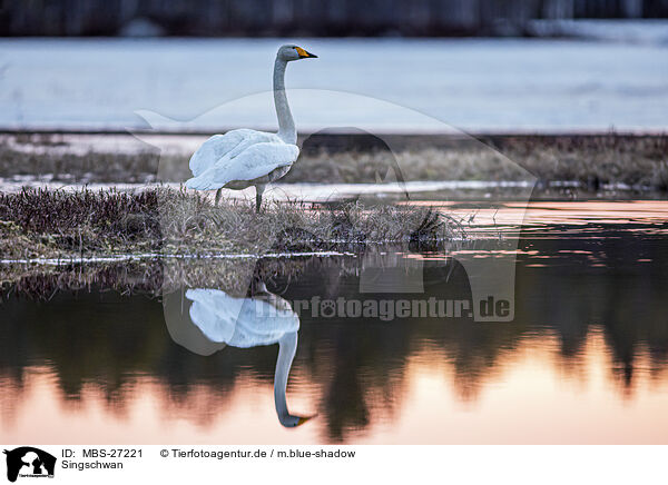 Singschwan / whooper swan / MBS-27221