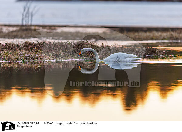 Singschwan / whooper swan / MBS-27234