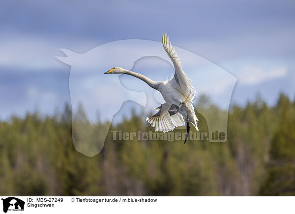 Singschwan / whooper swan / MBS-27249