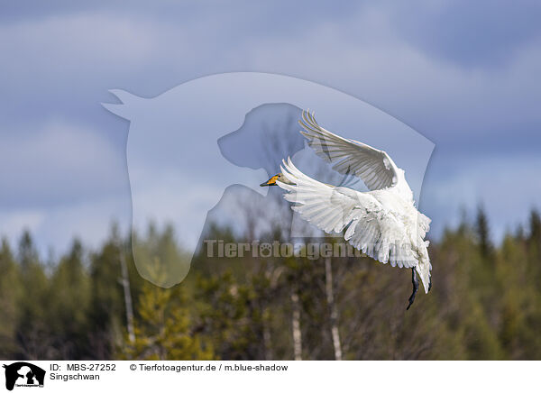 Singschwan / whooper swan / MBS-27252