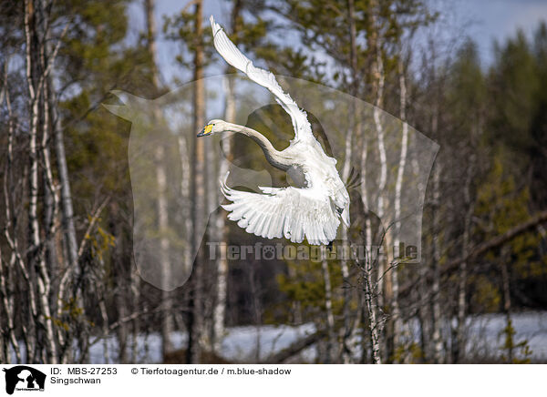 Singschwan / whooper swan / MBS-27253