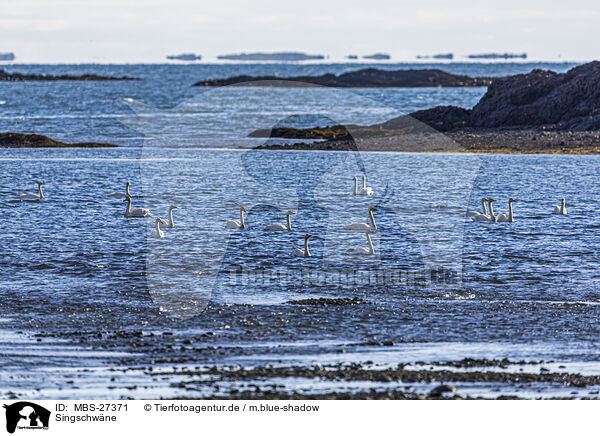 Singschwne / whooper swans / MBS-27371