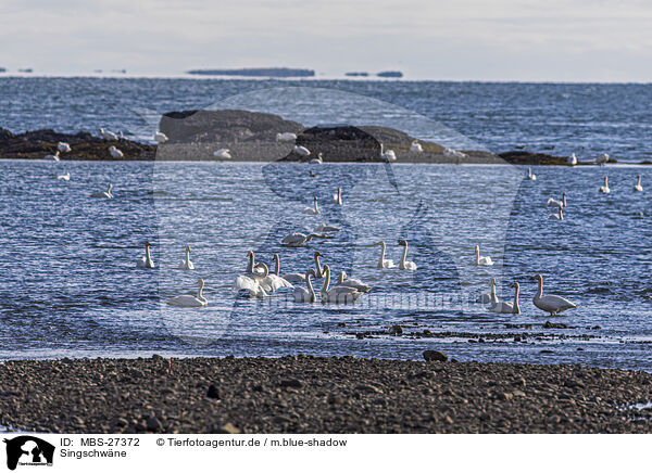 Singschwne / whooper swans / MBS-27372