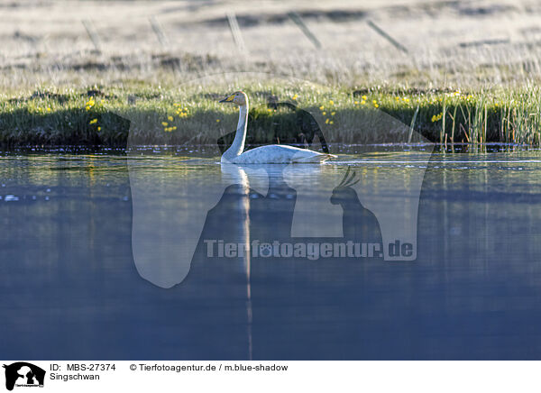 Singschwan / whooper swan / MBS-27374