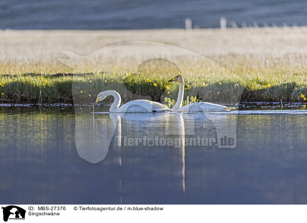 Singschwne / whooper swans / MBS-27376