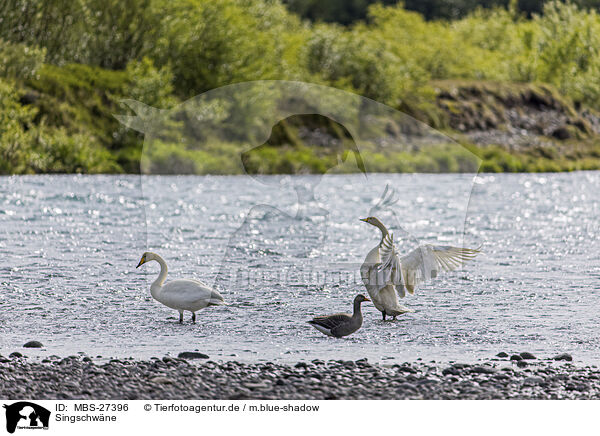 Singschwne / whooper swans / MBS-27396