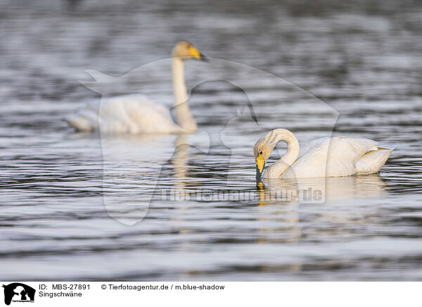 Singschw�ne / whooper swans / MBS-27891