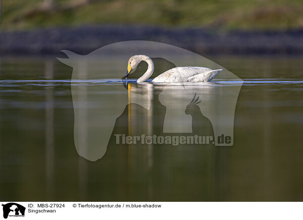 Singschwan / whooper swan / MBS-27924